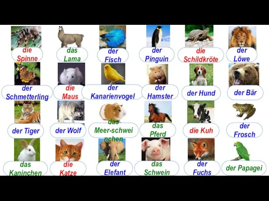 die Spinne der Schmetterling die Maus der Kanarienvogel der Hamster der