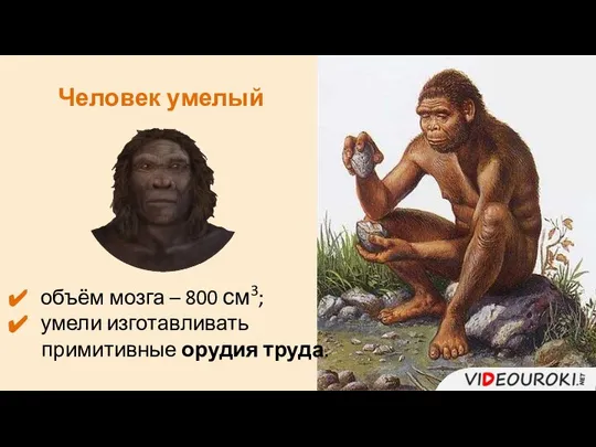 Человек умелый объём мозга – 800 см3; умели изготавливать примитивные орудия труда.