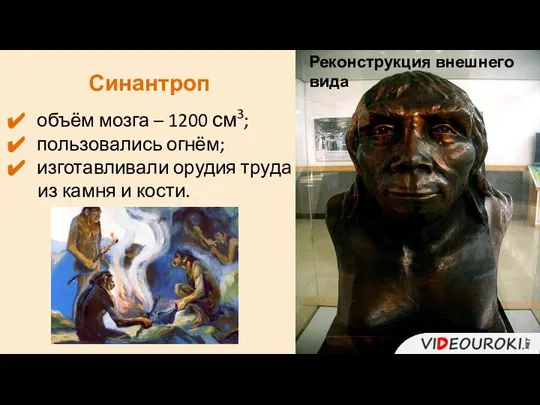 Реконструкция внешнего вида Синантроп объём мозга – 1200 см3; пользовались огнём;