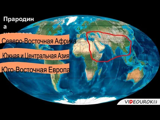 Прародина человека Северо-Восточная Африка Южная и Центральная Азия Юго-Восточная Европа