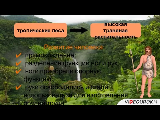 тропические леса высокая травяная растительность Развитие человека: прямохождение; разделение функций ног