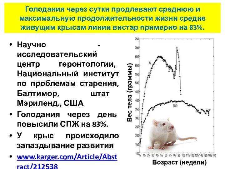 Голодания через сутки продлевают среднюю и максимальную продолжительности жизни средне живущим