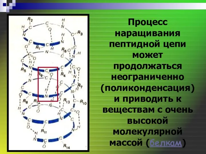 Процесс наращивания пептидной цепи может продолжаться неограниченно (поликонденсация) и приводить к