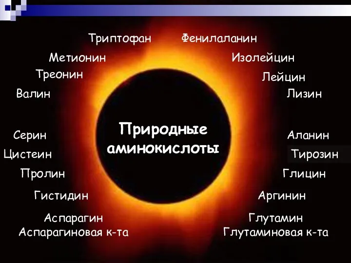 Аланин Валин Лейцин Изолейцин Метионин Фенилаланин Триптофан Треонин Лизин Цистеин Тирозин