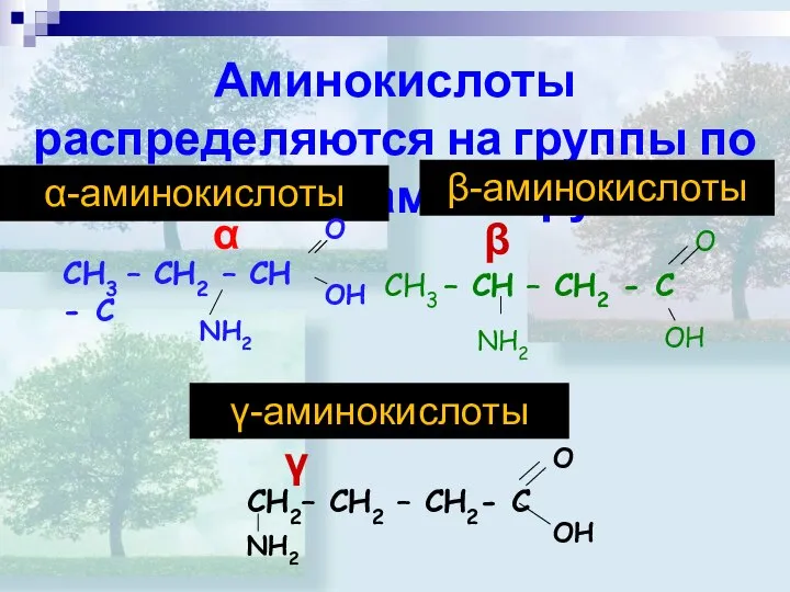 Аминокислоты распределяются на группы по положению аминогруппы: γ-аминокислоты α-аминокислоты β-аминокислоты