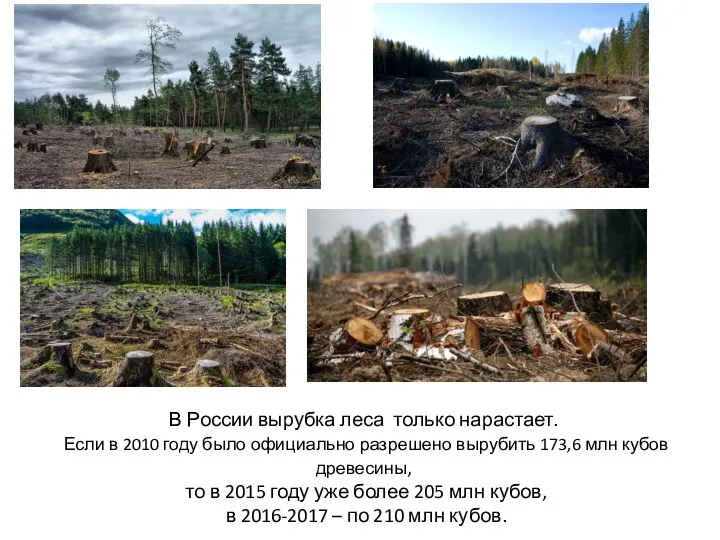 В России вырубка леса только нарастает. Если в 2010 году было