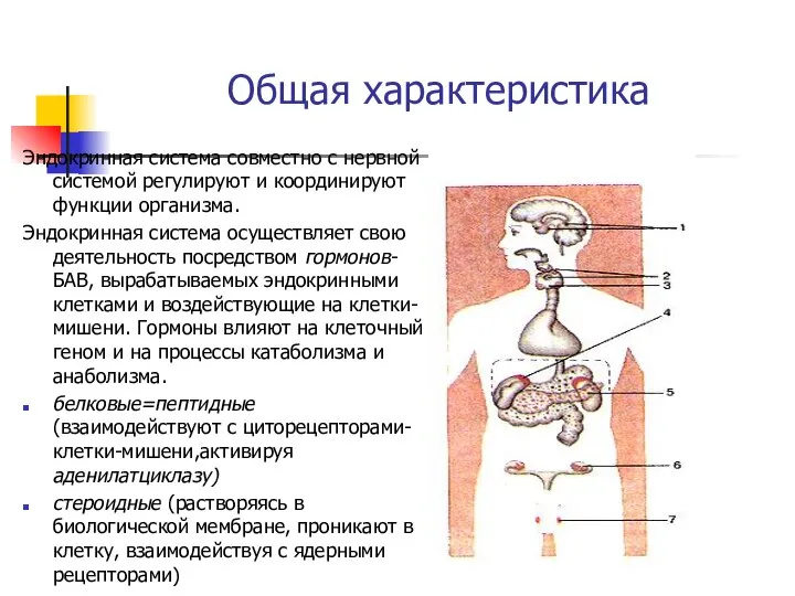 Общая характеристика Эндокринная система совместно с нервной системой регулируют и координируют