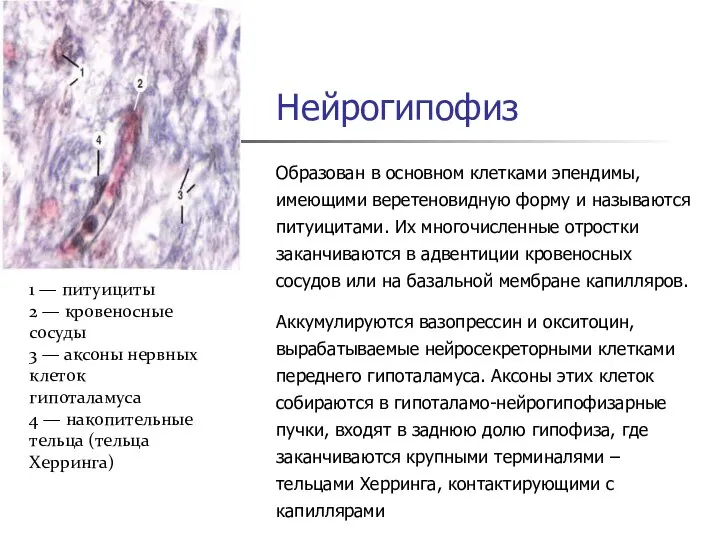 Нейрогипофиз Образован в основном клетками эпендимы, имеющими веретеновидную форму и называются