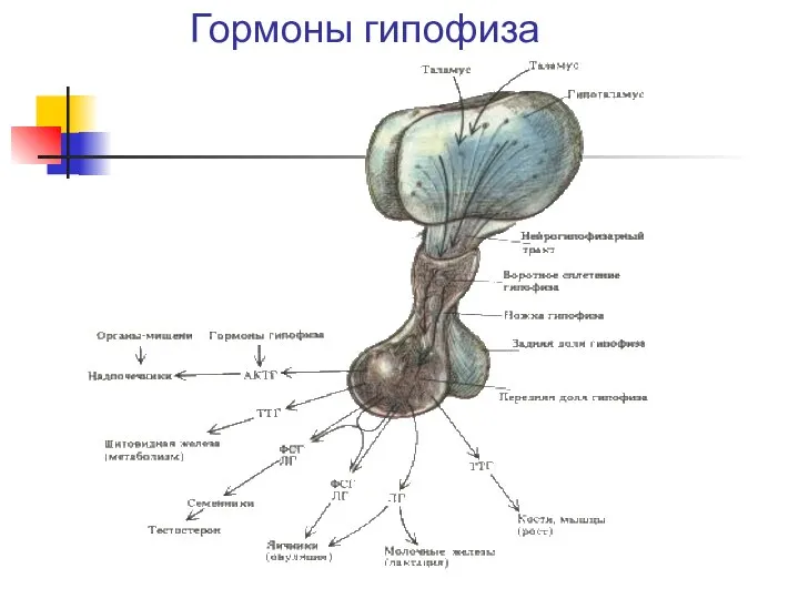 Гормоны гипофиза