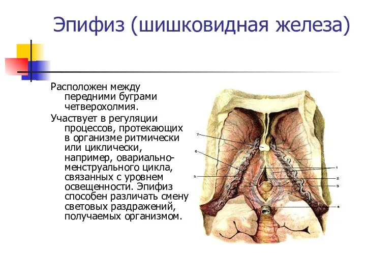 Эпифиз (шишковидная железа) Расположен между передними буграми четверохолмия. Участвует в регуляции