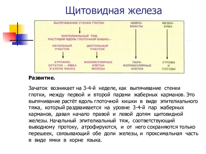 Щитовидная железа Развитие. Зачаток возникает на 3-4-й неделе, как выпячивание стенки