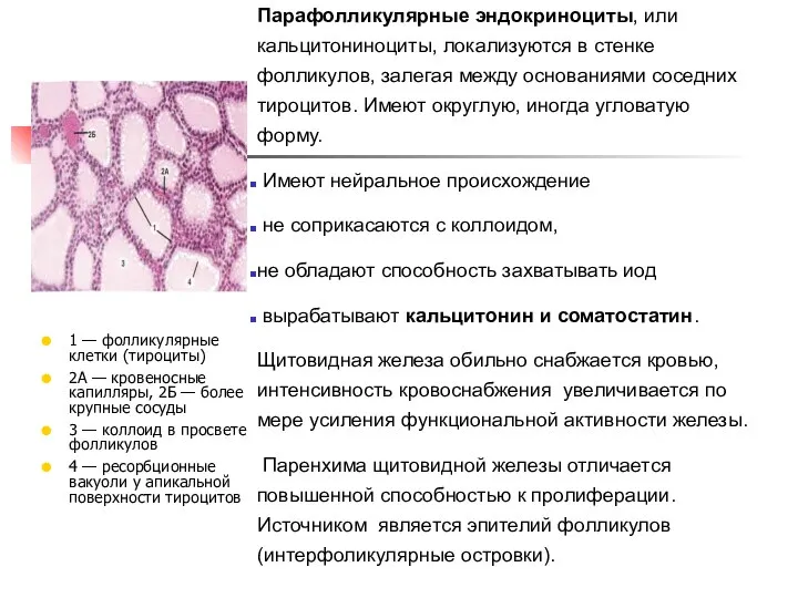 Парафолликулярные эндокриноциты, или кальцитониноциты, локализуются в стенке фолликулов, залегая между основаниями