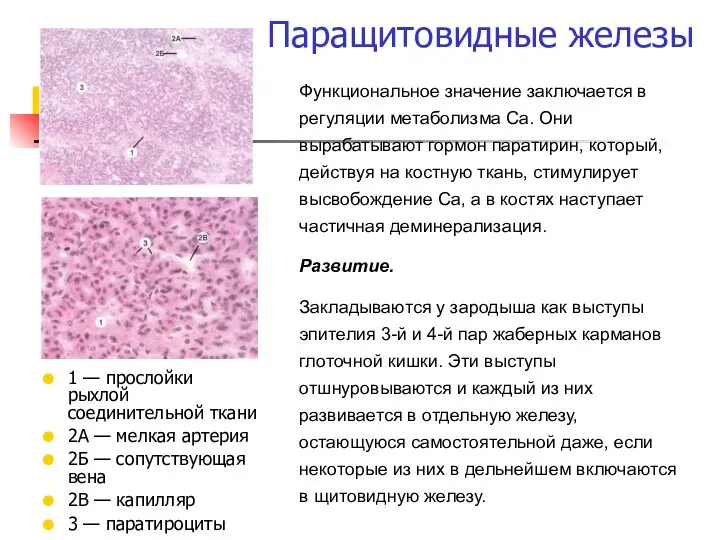 Функциональное значение заключается в регуляции метаболизма Са. Они вырабатывают гормон паратирин,