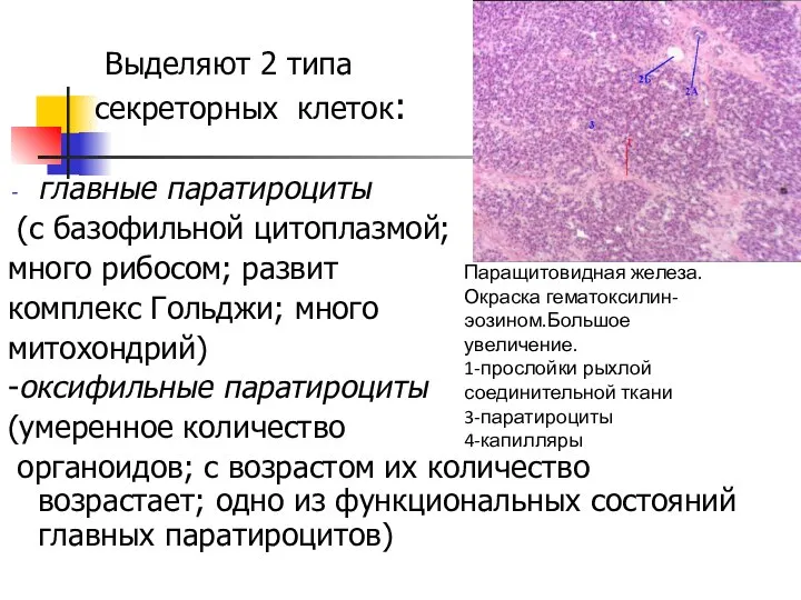 Выделяют 2 типа секреторных клеток: главные паратироциты (с базофильной цитоплазмой; много