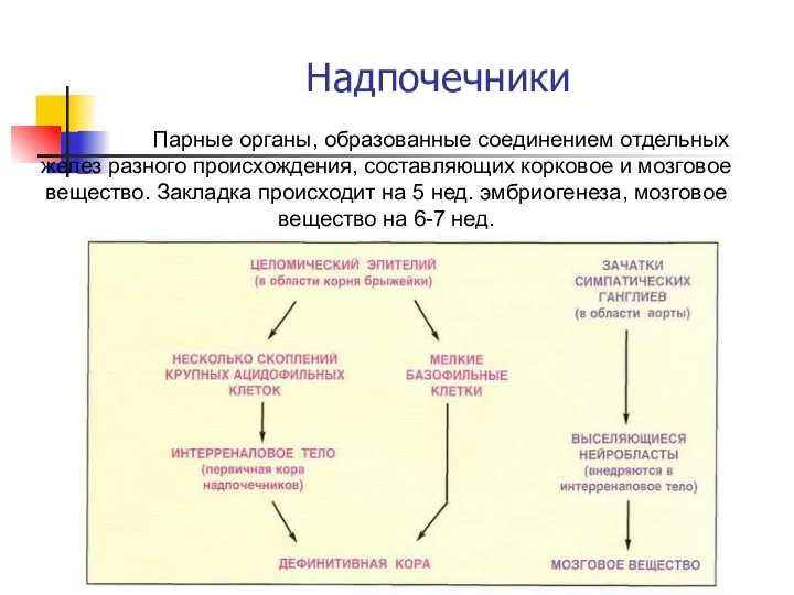 Надпочечники Парные органы, образованные соединением отдельных желез разного происхождения, составляющих корковое