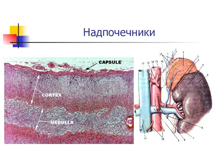 Надпочечники