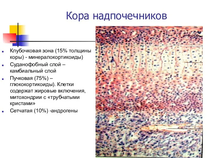 Кора надпочечников Клубочковая зона (15% толщины коры) - минералокортикоиды) Суданофобный слой