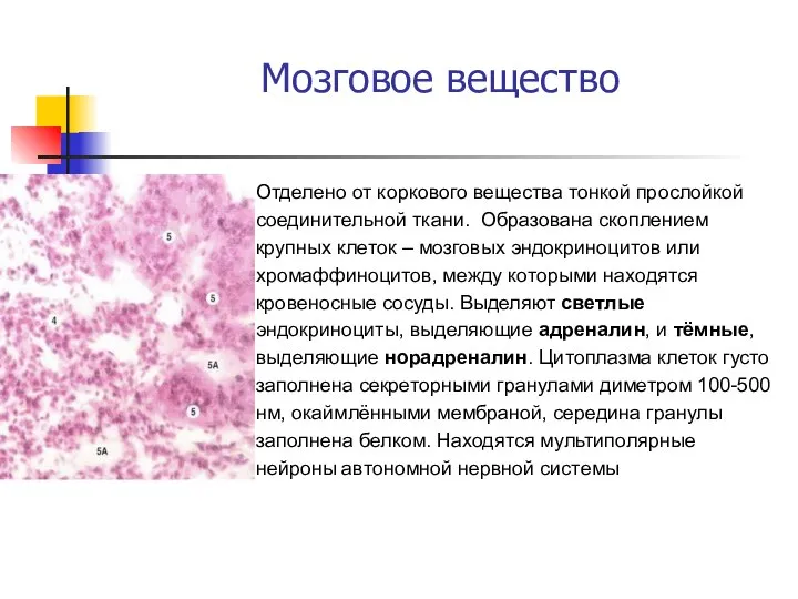 Мозговое вещество Отделено от коркового вещества тонкой прослойкой соединительной ткани. Образована