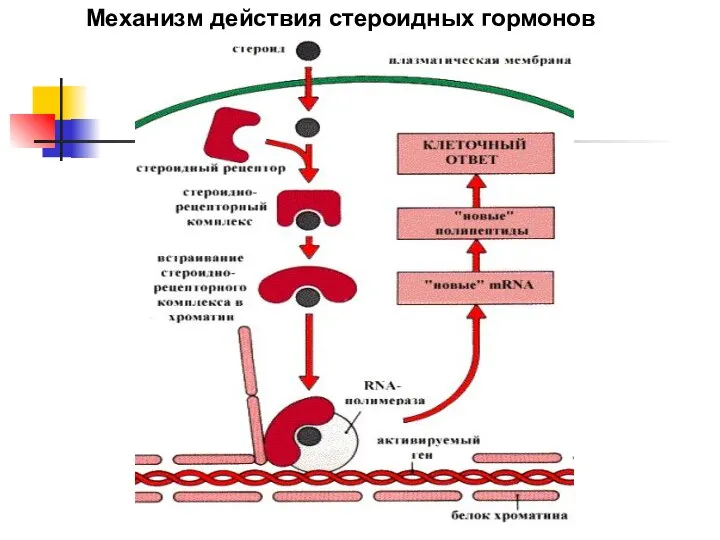 Механизм действия стероидных гормонов