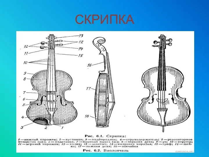 СКРИПКА