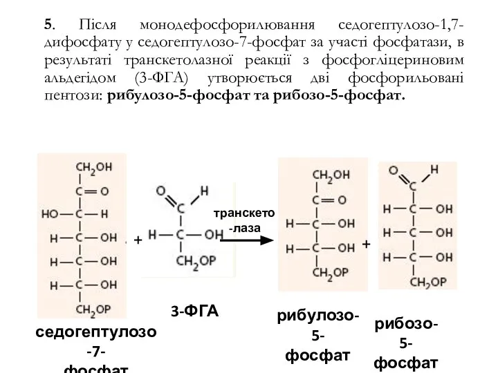 5. Після монодефосфорилювання седогептулозо-1,7-дифосфату у седогептулозо-7-фосфат за участі фосфатази, в результаті