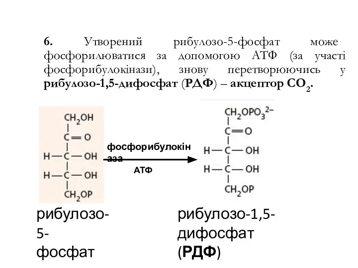 6. Утворений рибулозо-5-фосфат може фосфорилюватися за допомогою АТФ (за участі фосфорибулокінази),