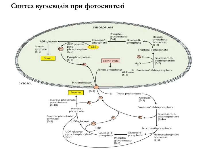 Синтез вуглеводів при фотосинтезі