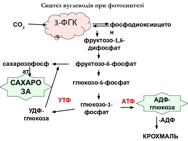 АДФ-глюкоза САХАРОЗА 3-ФГК Синтез вуглеводів при фотосинтезі