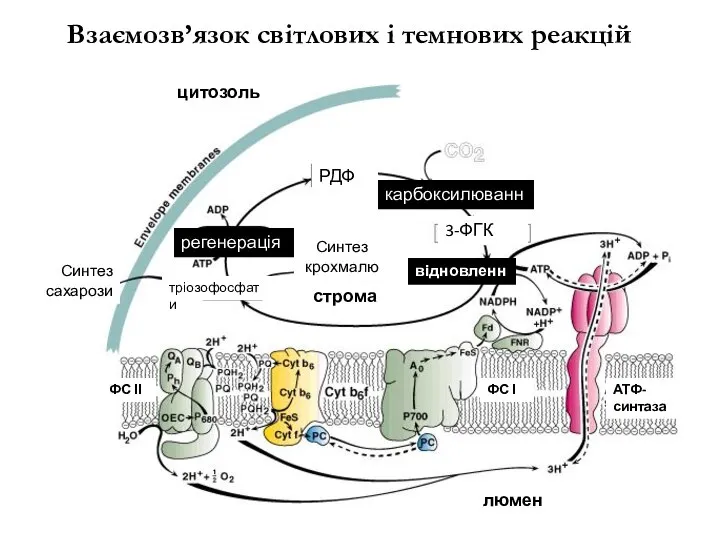 Взаємозв’язок світлових і темнових реакцій 3-ФГК