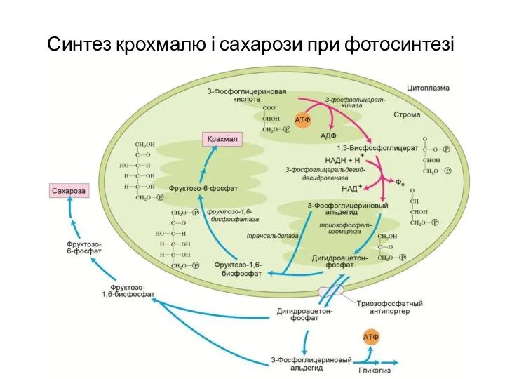 Синтез крохмалю і сахарози при фотосинтезі