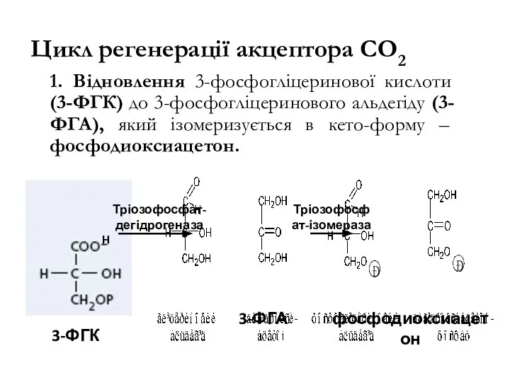 Цикл регенерації акцептора СО2 1. Відновлення 3-фосфогліцеринової кислоти (3-ФГК) до 3-фосфогліцеринового