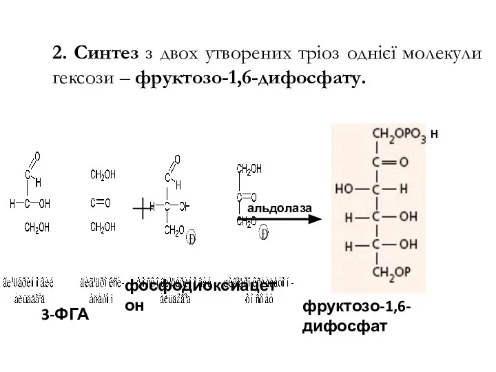 2. Синтез з двох утворених тріоз однієї молекули гексози – фруктозо-1,6-дифосфату.