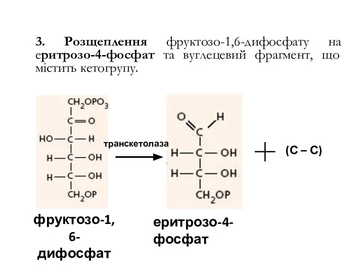 3. Розщеплення фруктозо-1,6-дифосфату на еритрозо-4-фосфат та вуглецевий фрагмент, що містить кетогрупу.