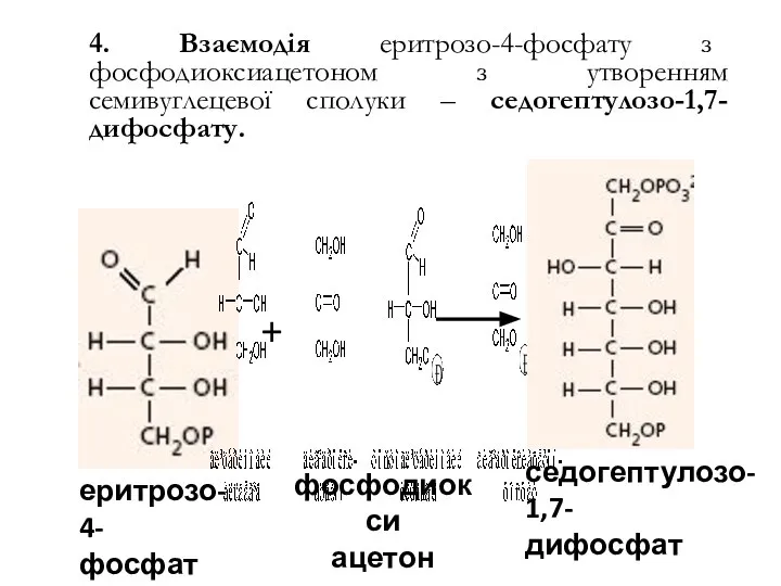 4. Взаємодія еритрозо-4-фосфату з фосфодиоксиацетоном з утворенням семивуглецевої сполуки – седогептулозо-1,7-дифосфату. седогептулозо-1,7- дифосфат