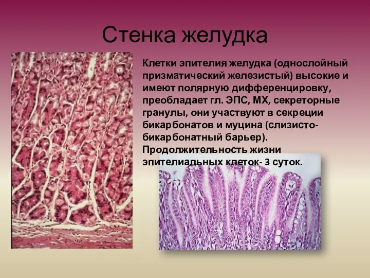 Стенка желудка Клетки эпителия желудка (однослойный призматический железистый) высокие и имеют