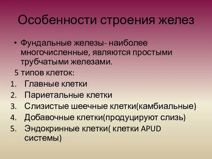 Особенности строения желез Фундальные железы- наиболее многочисленные, являются простыми трубчатыми железами.