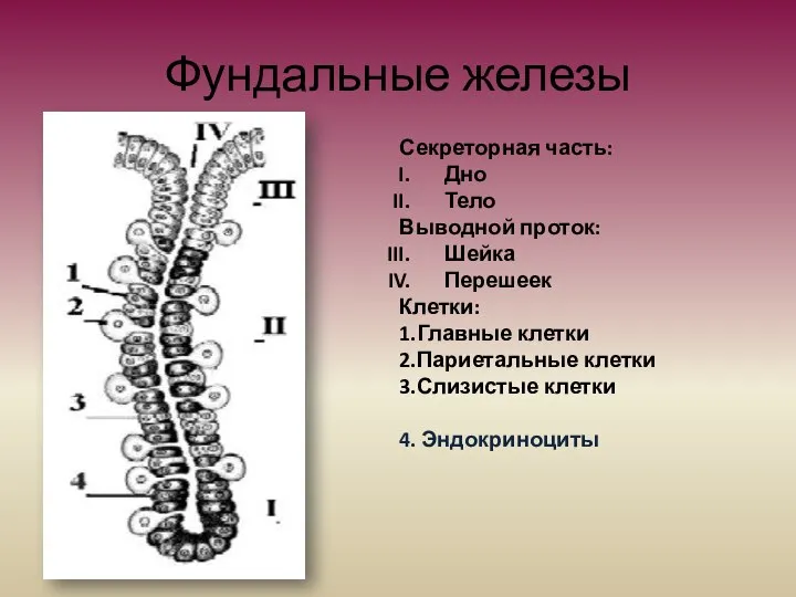 Фундальные железы Секреторная часть: Дно Тело Выводной проток: Шейка Перешеек Клетки: