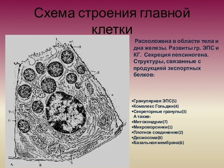 Схема строения главной клетки Расположена в области тела и дна железы.