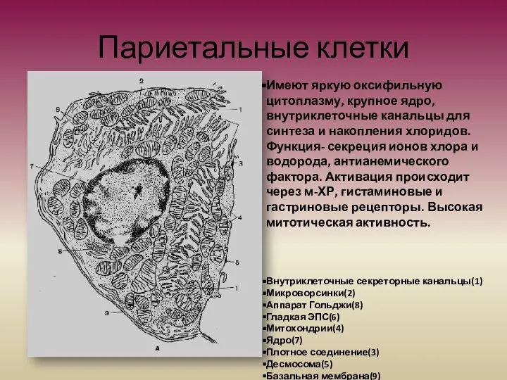 Париетальные клетки Имеют яркую оксифильную цитоплазму, крупное ядро, внутриклеточные канальцы для