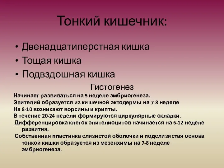 Тонкий кишечник: Двенадцатиперстная кишка Тощая кишка Подвздошная кишка Гистогенез Начинает развиваться