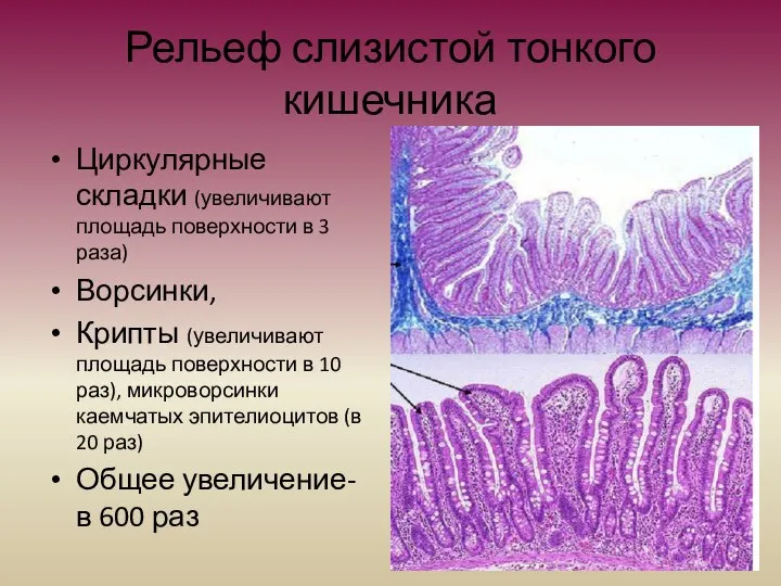 Рельеф слизистой тонкого кишечника Циркулярные складки (увеличивают площадь поверхности в 3