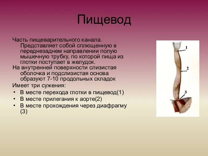 Пищевод Часть пищеварительного канала. Представляет собой сплющенную в переднезаднем направлении полую