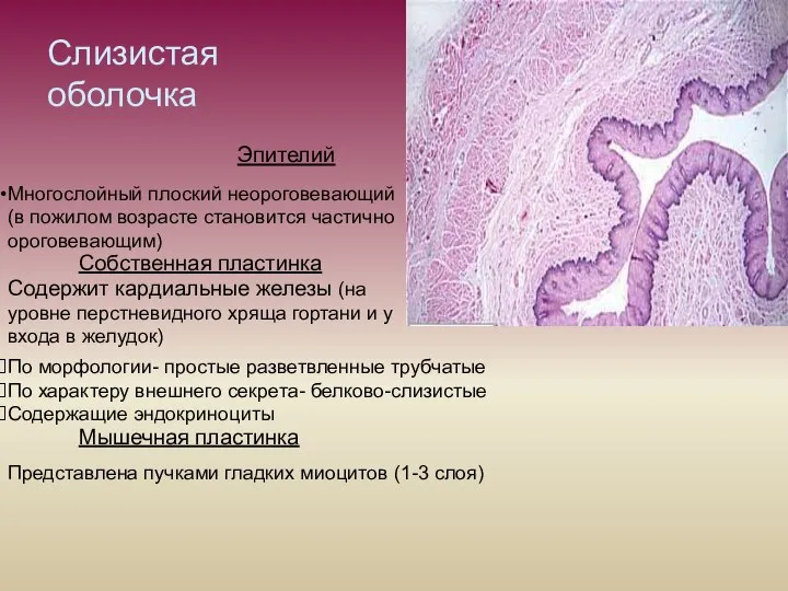 Слизистая оболочка Эпителий Многослойный плоский неороговевающий (в пожилом возрасте становится частично