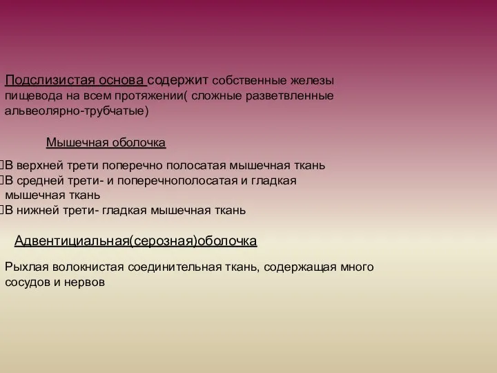 Подслизистая основа содержит собственные железы пищевода на всем протяжении( сложные разветвленные