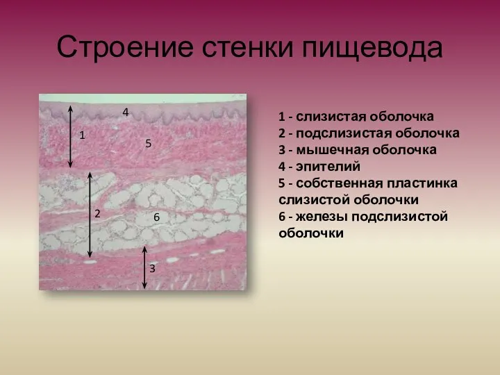 1 - слизистая оболочка 2 - подслизистая оболочка 3 - мышечная