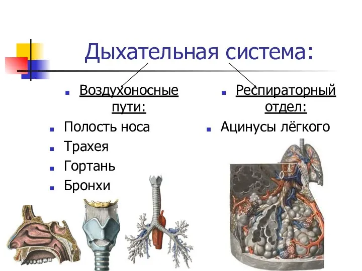 Дыхательная система: Воздухоносные пути: Полость носа Трахея Гортань Бронхи Респираторный отдел: Ацинусы лёгкого