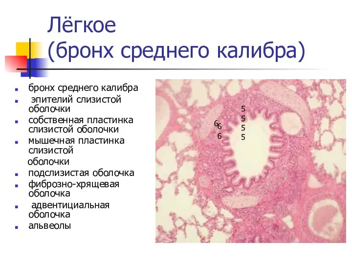 Лёгкое (бронх среднего калибра) бронх среднего калибра эпителий слизистой оболочки собственная