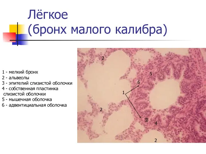 Лёгкое (бронх малого калибра) 1 - мелкий бронх 2 - альвеолы