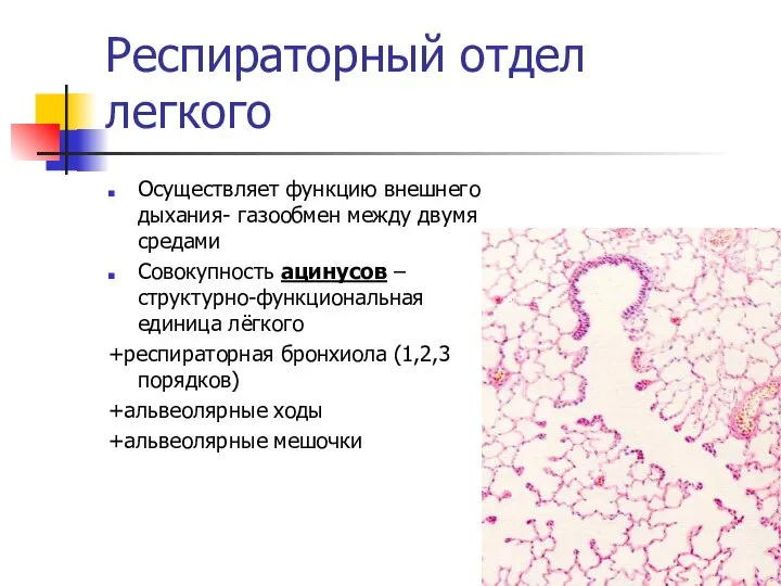 Респираторный отдел легкого Осуществляет функцию внешнего дыхания- газообмен между двумя средами