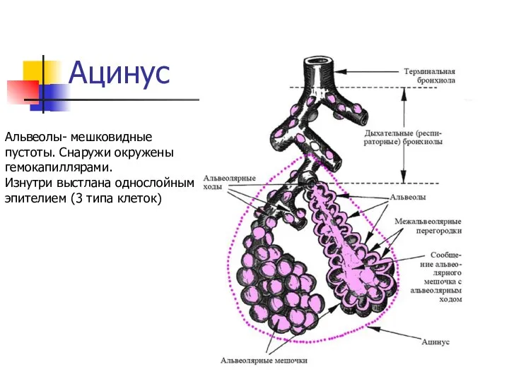 Ацинус Альвеолы- мешковидные пустоты. Снаружи окружены гемокапиллярами. Изнутри выстлана однослойным эпителием (3 типа клеток)